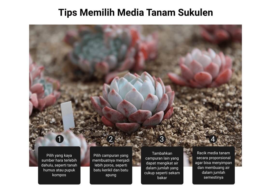 cara merawat sukulen memilih media tanam