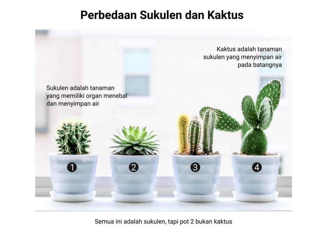 perbedaan sukulen dan kaktus