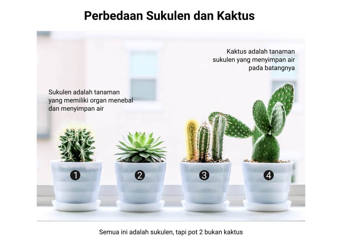 perbedaan sukulen dan kaktus